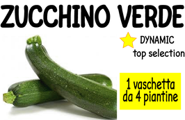 0013 ZUCCHINE SCURE 4PZ