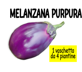 0012 MELANZANA TONDA VIOLETTA 4PZ