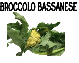 0016 CAVOLO BROCCOLO BASSANESE  9 PZ