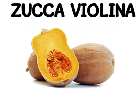 ZUCCA VIOLINA