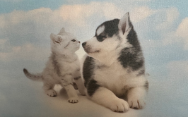 被写体（動物や子供）の背景は、大空です！合成いたします！