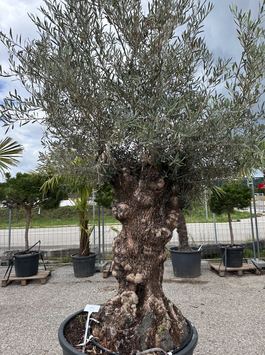 Olivenbaum Maxi Bonsai "alte Rinde" H240+cm