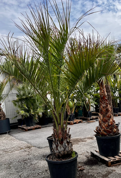 Butia capitata, Geleepalme H240+ Stamm 40/50