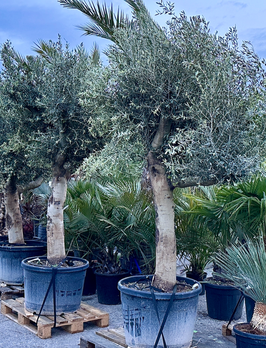 Olivenbaum Olea europea  "tronco liso" STU 60/70 H260/280