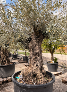 Olivenbaum Nr. 62 im Topf 500 Lit STU150 H240+
