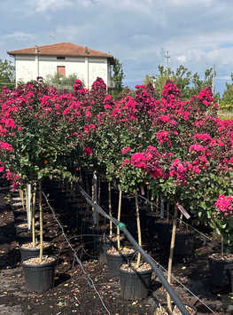 Lagerstroemia indica Halbstamm