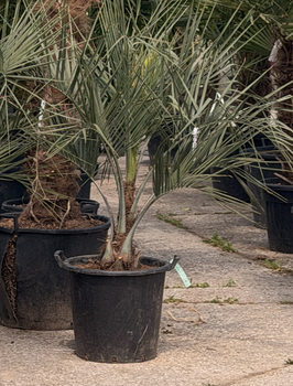 Butia capitata, Geleepalme H125/150cm