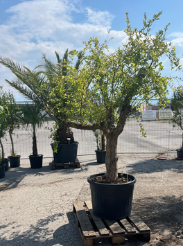 Punica granatum  240+cm