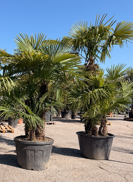 Hanfpalme "Toskana" Trachycarpus fortunei 2-3 Stämme