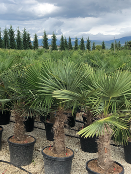 Hanfpalme "Toskana" Trachycarpus fortunei