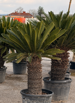 Cycas revoluta, Palmfarn