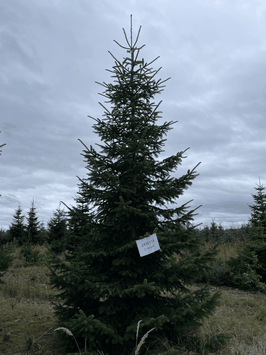 575cm Weihnachtsbaum, Nordmanntanne, 24W114