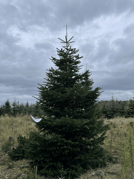 425cm Weihnachtsbaum, Nordmanntanne, 24W109