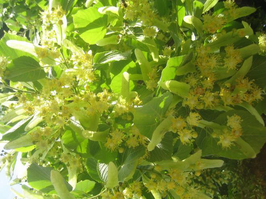 Tilleul - Lindenblüten