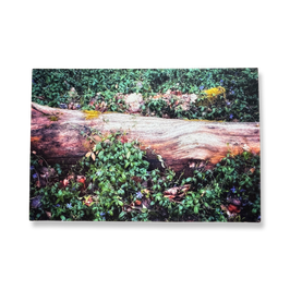 Grußkarte - "Immergrün - Vinca minor"