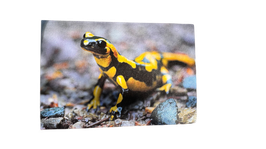 Grußkarte - "Feuersalamander"