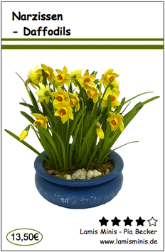 Narzissen - Daffodils
