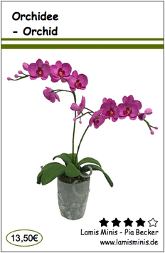 Orchidee - Orchid