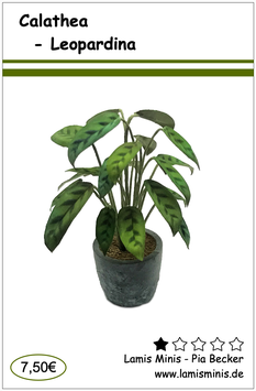 Calthea Leopardina