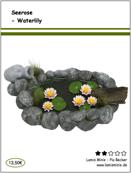 Seerose - Waterlily