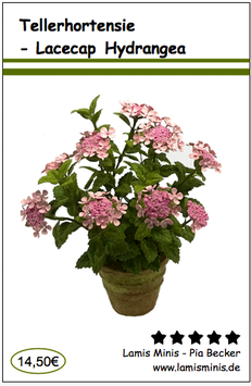 Tellerhortensie - Lacecap Hydrangea