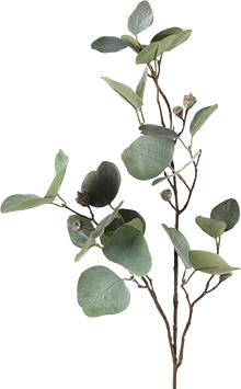 Myrtaceae Brent 79 cm. hoog