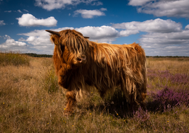 Placemat gelamineerd – Schotse Hooglander op de heide