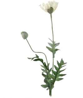 Papaver H 76 cm.