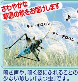 まつ虫 成虫 1かご大ケース8匹（注文可能、８月下旬～発送予定）