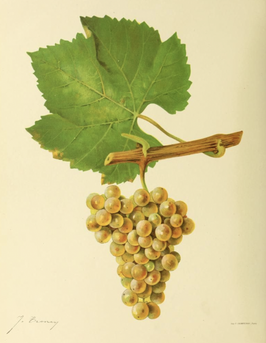 Chardonnay Paket