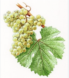 CHENINPAKET III
