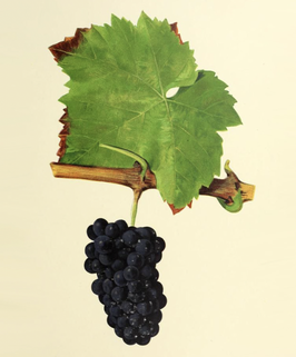 Pinot Noir Paket