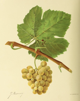 Jura - Savagnin Paket