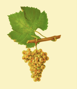 Jura - Chardonnay Paket
