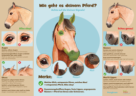 Lehrposter "Pferdesprache"