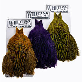 Whiting Brahma Hen Capes