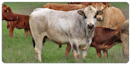 Hackfleisch-Paket ~ PIEMONTESER