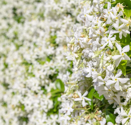 TRACHELOSPERMUM JASMINOÏDE - JASMIN ÉTOILÉ ou FAUX JASMIN ?