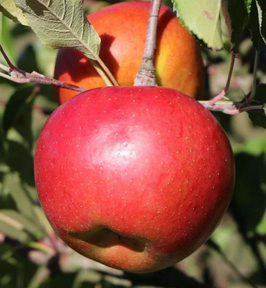 POMMIER "MELROSE" EN DEMI-TIGE / RACINES NUES ¤