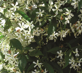 Trachelospermum jasminoïde - Jasmin étoilé ou faux jasmin