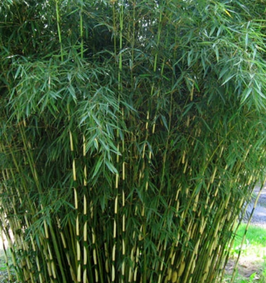 BAMBUSA FARGESIA ROBUSTA "CAMPBELL"