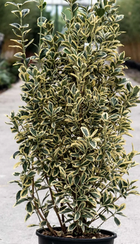 EUONYMUS JAPONICUS "BRAVO" - FUSAIN