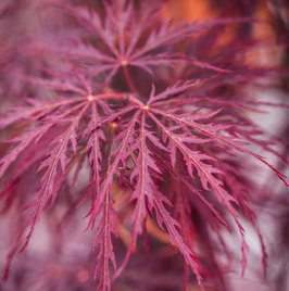 ACER PALMATUM DISSECTUM "INABA SHIDARE" - ÉRABLE DU JAPON
