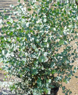 EUCALYPTUS GUNNII ¤