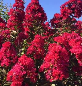 LAGERSTROEMIA INDICA DOUBLE FEATURE - DEMI-TIGE