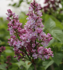 LILAS COMMUN - DIFFÉRENTES VARIÉTÉS