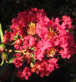 LAGERSTROEMIA INDICA "RED IMPERATOR" - LILAS DES INDES