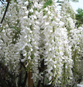 WISTERIA - 5 VARIÉTÉS - GLYCINE