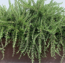 ROMARIN RAMPANT - ROSMARINUS OFFICINALIS PROSTRATUS