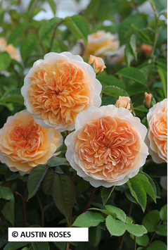 ROSIER ANGLAIS "PORT SUNLIGHT® AUSLOFTY"